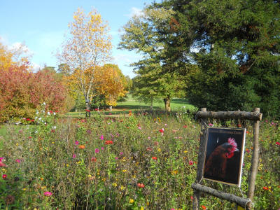 Parc de Beauregard fleurs muliticolores portrait de poule