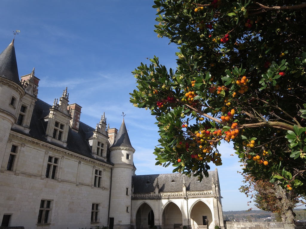 Jardins Château royal d'Amboise, Arbousier, couleurs méditerranéennes, bourdon et photographe Chinois